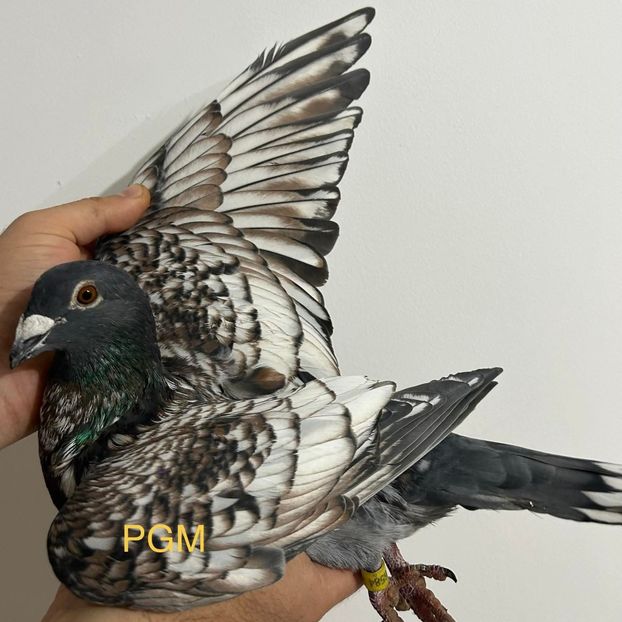  - Nu îmi aparțin 11