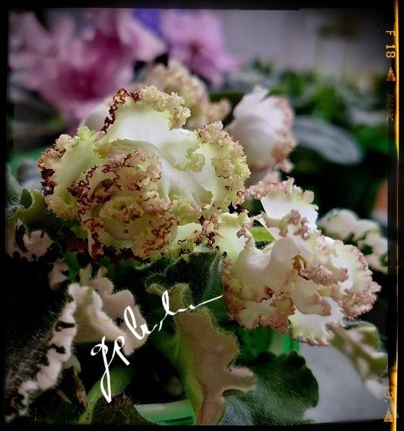 Ian Kapriz 50 lei - AA Pui disponibili