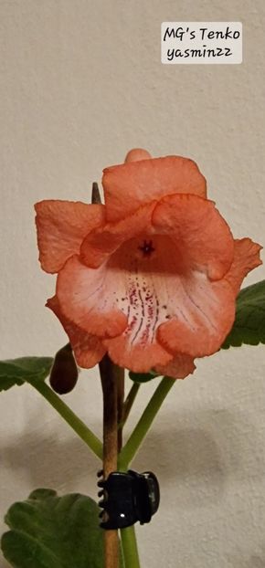 25.11.2025 - Sinningia MGs Tenko