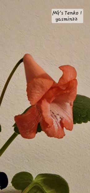 25.11.2025 - Sinningia MGs Tenko