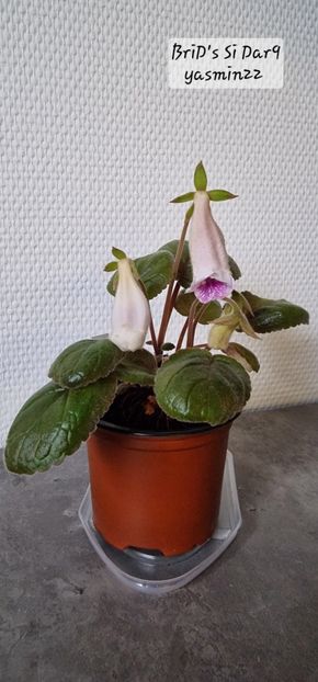 25.11.2025 - Sinningia BriDs Si Dar 9