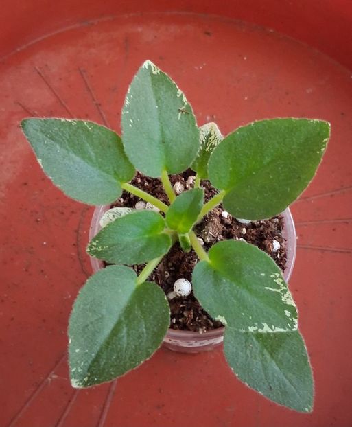  - Allan sFallen Angel