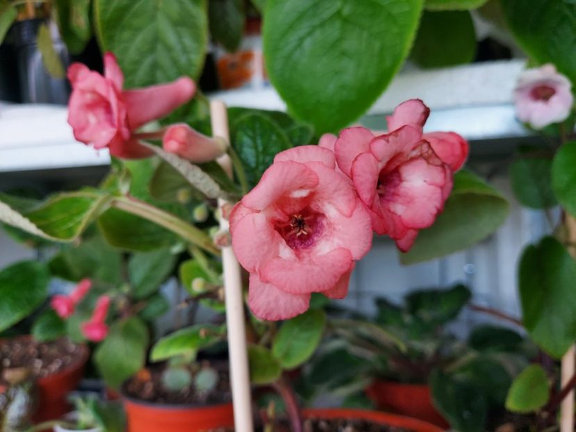  - 1-A-Siningii din semințe