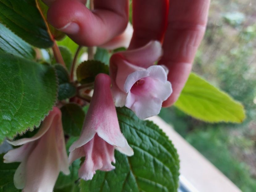  - 1-A-Siningii din semințe