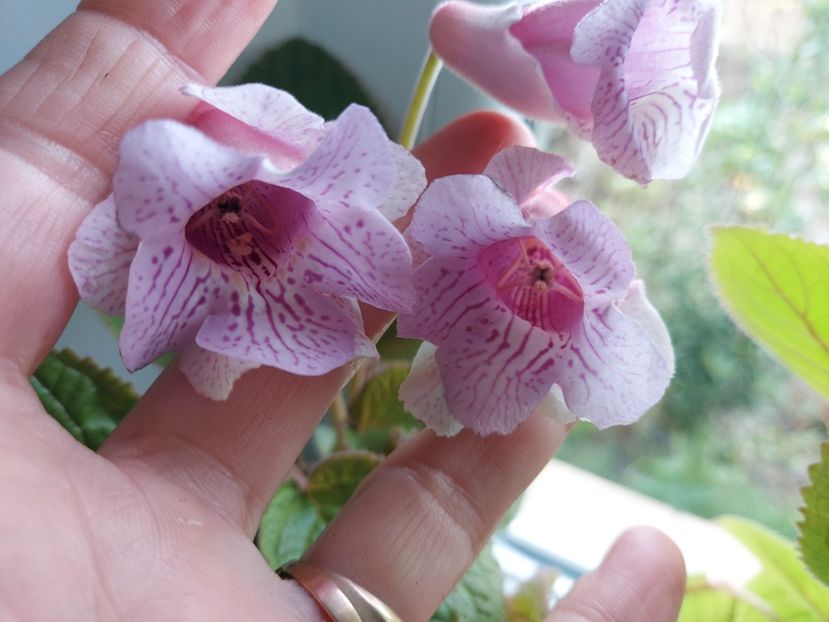  - 1-A-Siningii din semințe