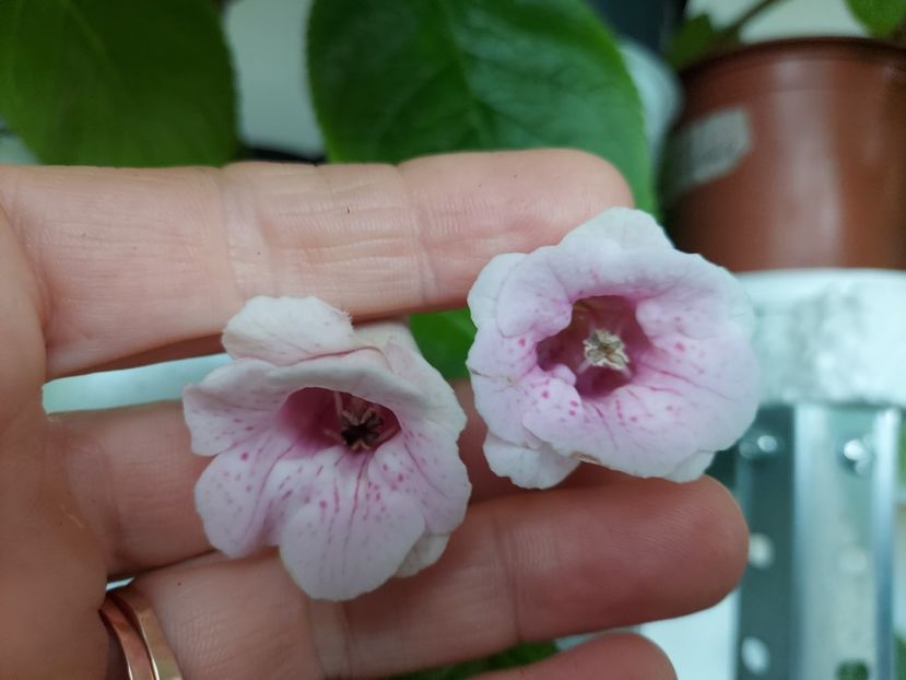  - 1-A-Siningii din semințe