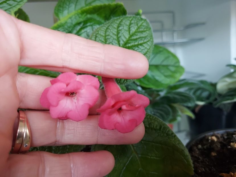  - 1-A-Siningii din semințe