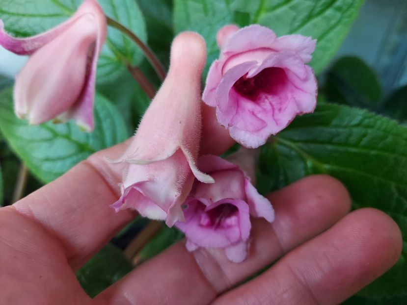  - 1-A-Siningii din semințe