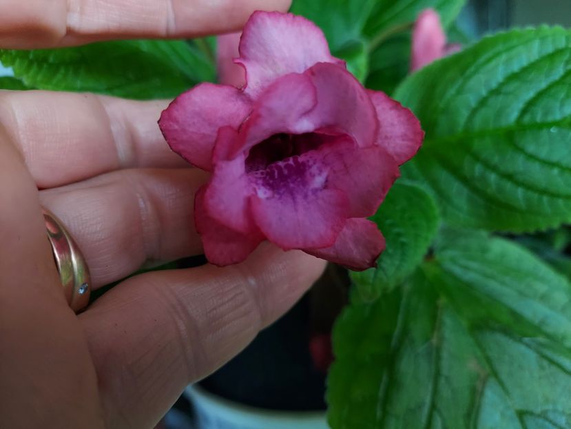  - 1-A-Siningii din semințe