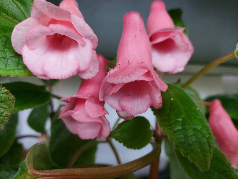  - 1-A-Siningii din semințe