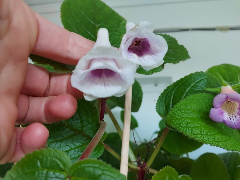  - 1-A-Siningii din semințe