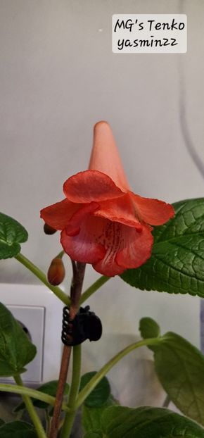 25.11.2025 - Sinningia 2o25