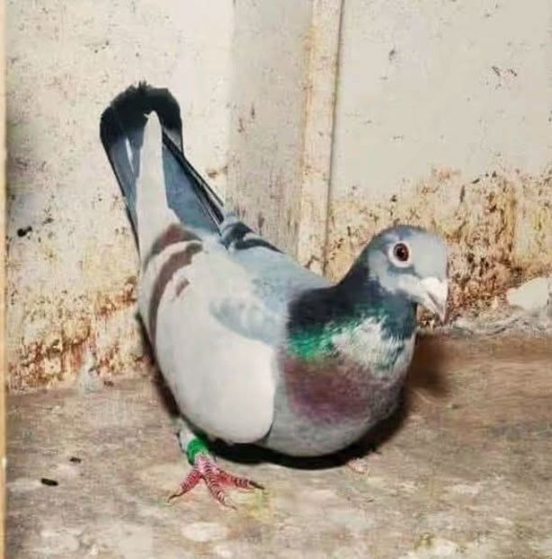  - Nu îmi aparțin 11