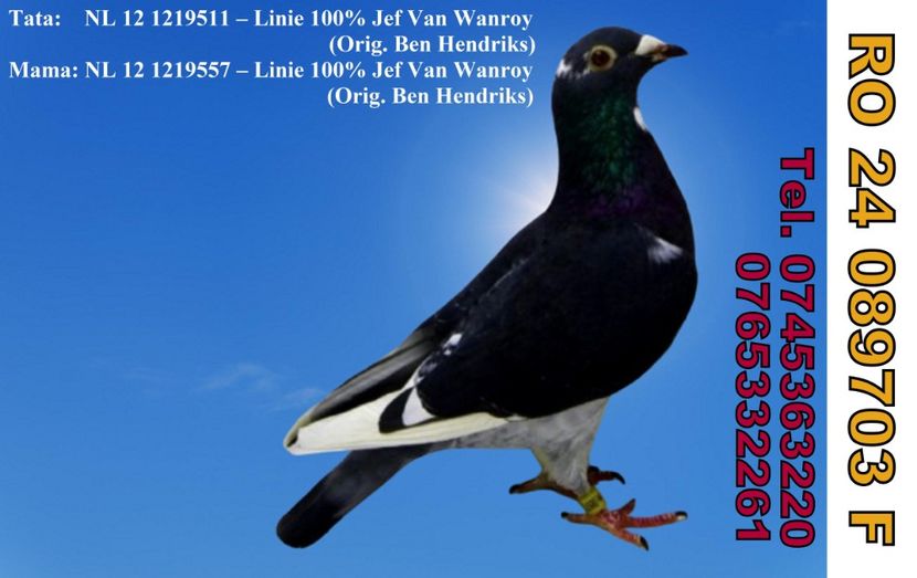 RO 24 089703 F IACOBESCU VIOREL MH - ARHIVA