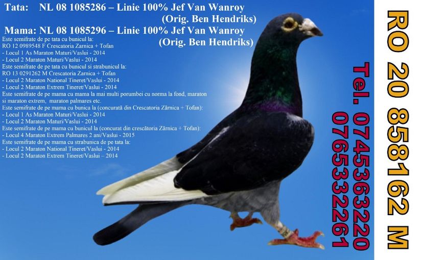 RO 20 858162 M Iacobescu Viorel MH - ARHIVA