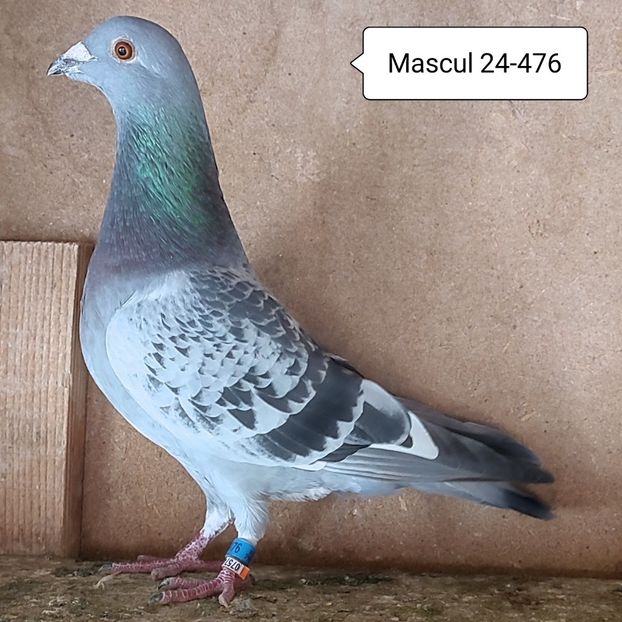 Mascul 24-476 - Stropit list