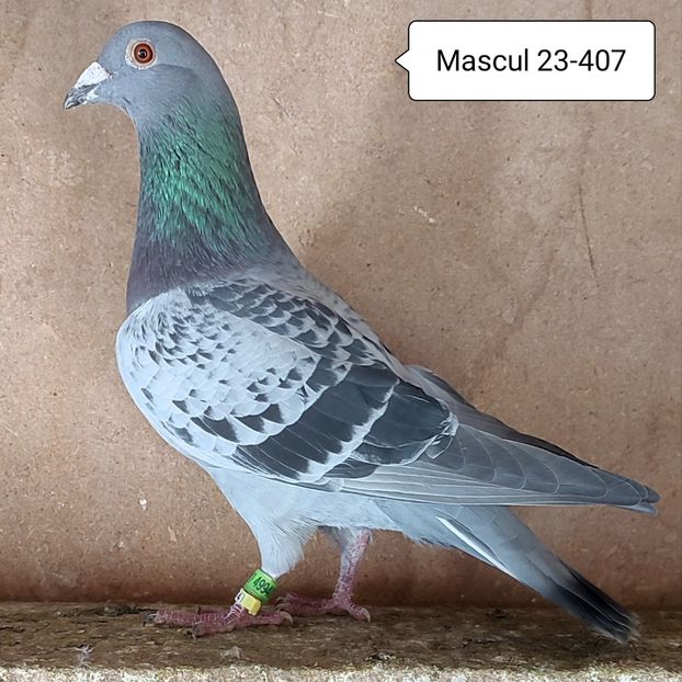 Mascul 23-407 - Stropit