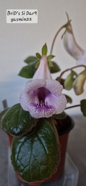 26.11.2025 - Sinningia BriDs Si Dar 9