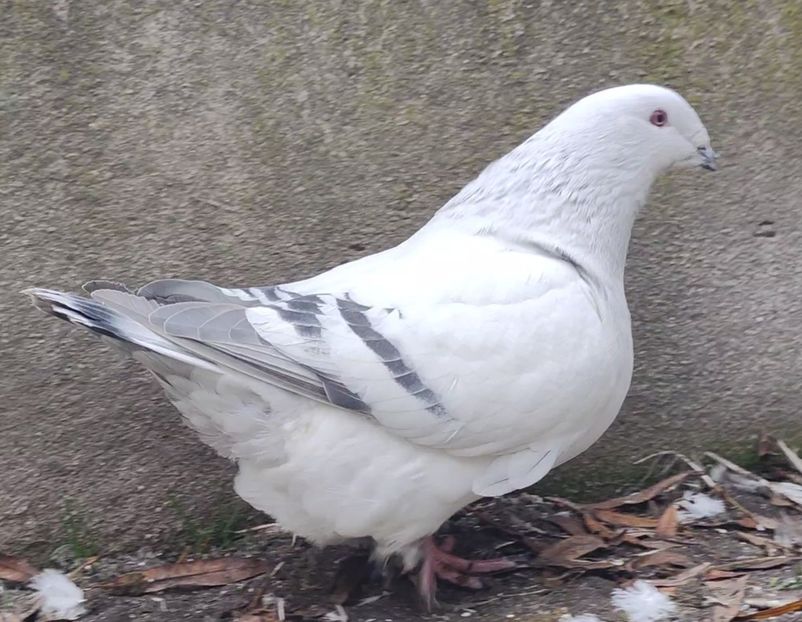 34 - c- MLODE 2025 YOUTH