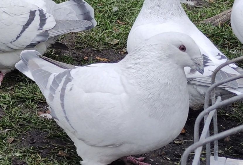 26 - c- MLODE 2025 YOUTH