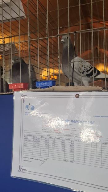 VideoCapture_20251122-194632 - Vochin George Meula