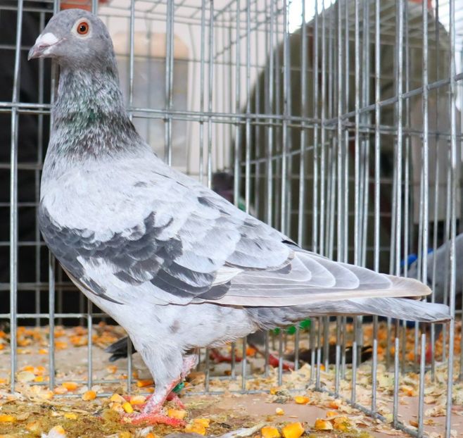  - Nu îmi aparțin 11