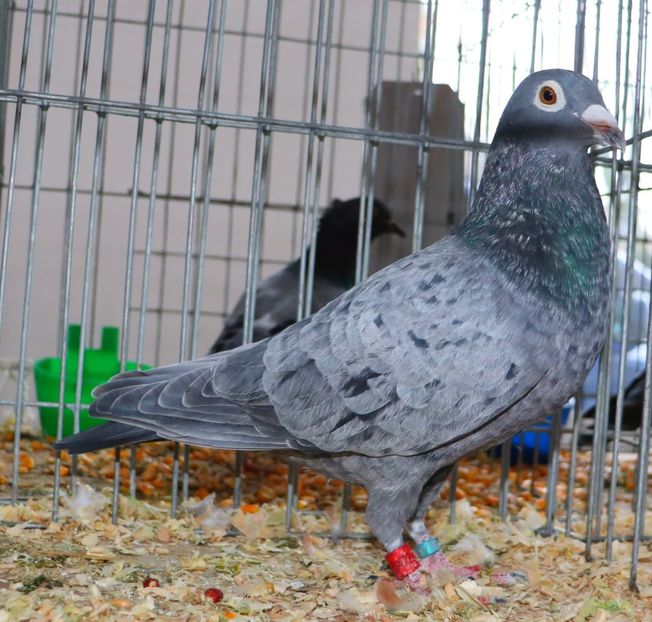  - Nu îmi aparțin 11