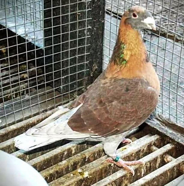  - Nu îmi aparțin 11