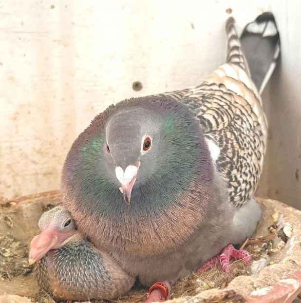  - Nu îmi aparțin 11