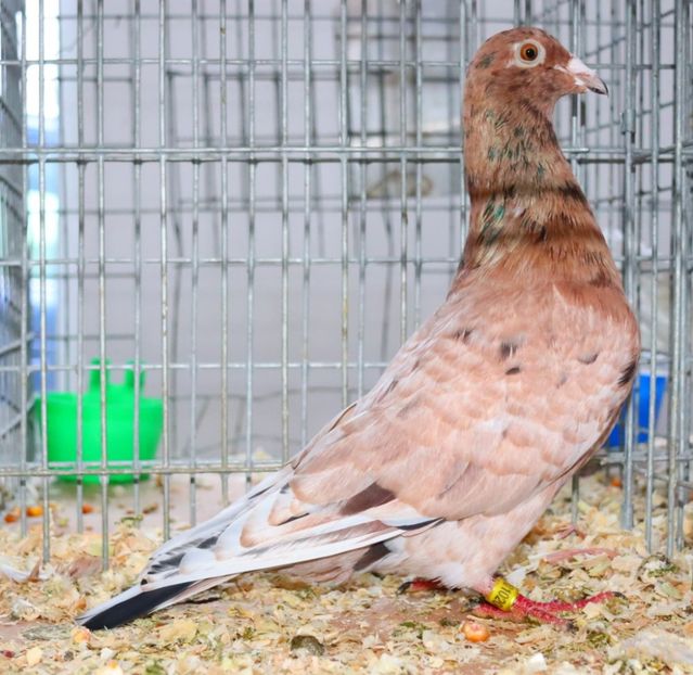  - Nu îmi aparțin 11