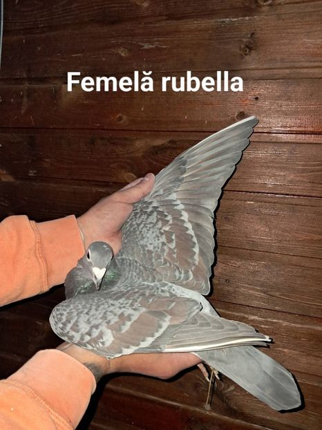  - Nu îmi aparțin 11