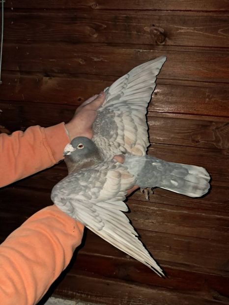  - Nu îmi aparțin 11