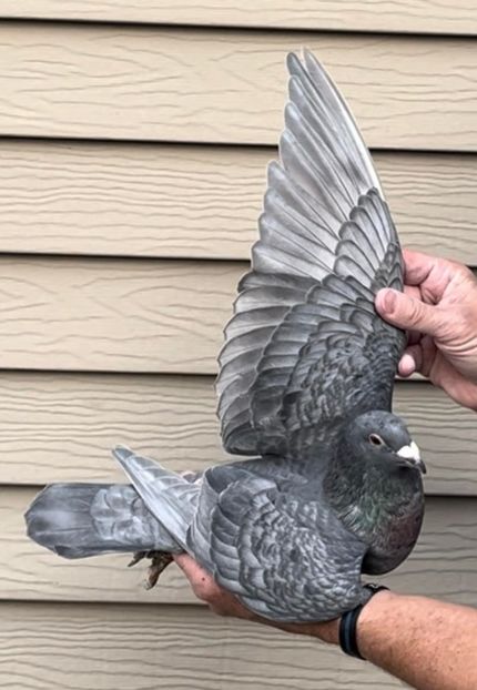  - Nu îmi aparțin 11