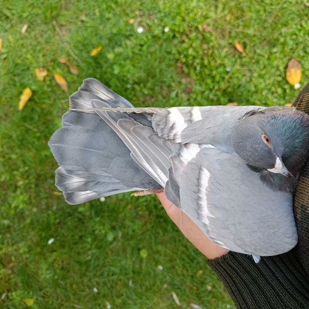  - Nu îmi aparțin 11