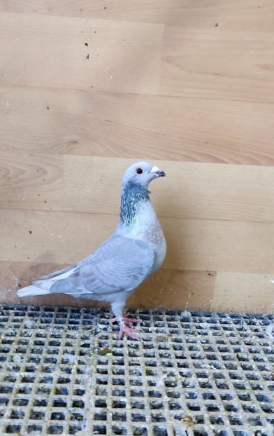  - Nu îmi aparțin 11