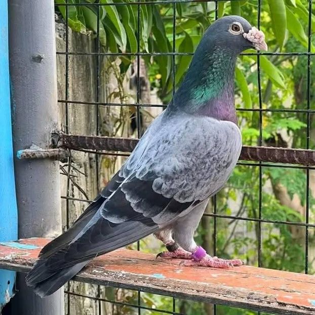  - Nu îmi aparțin 11