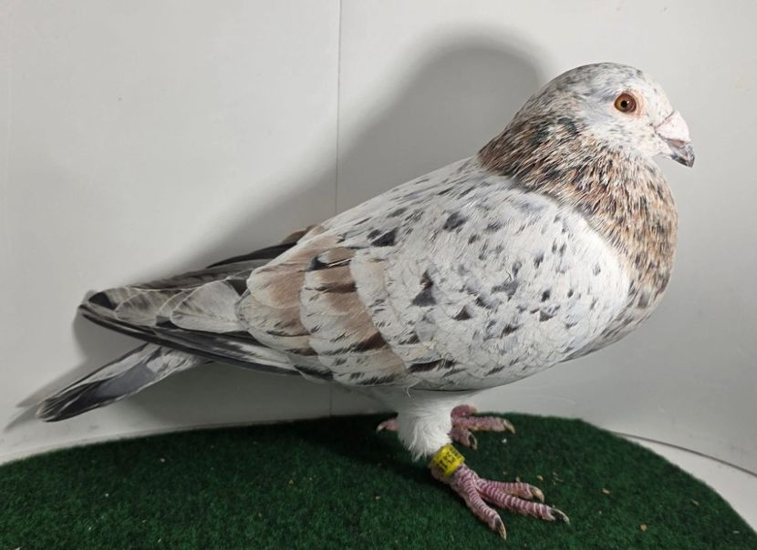  - Nu îmi aparțin 11