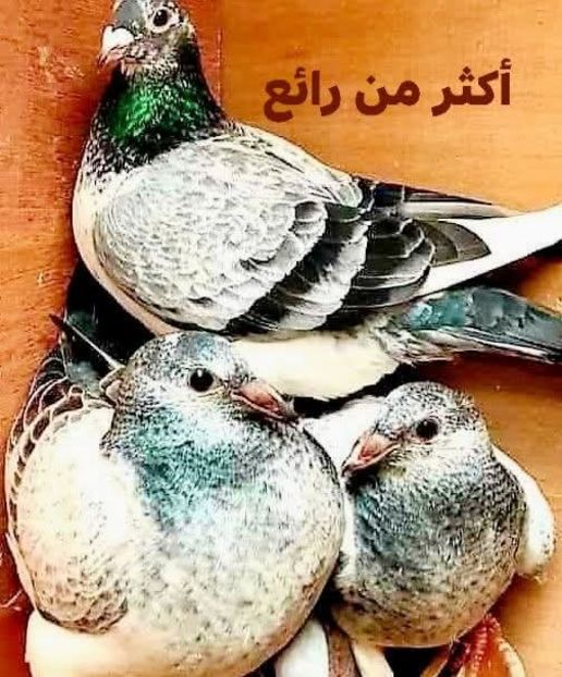  - Nu îmi aparțin 11