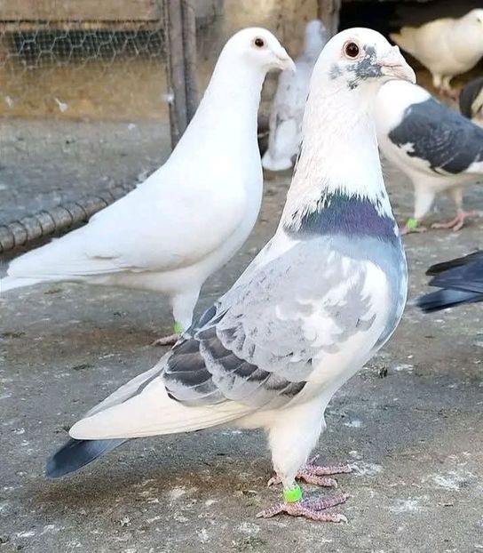  - Nu îmi aparțin 11