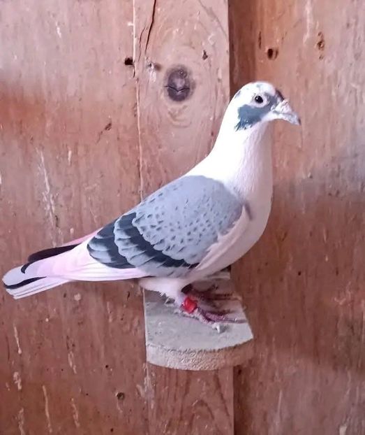  - Nu îmi aparțin 11