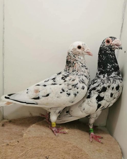  - Nu îmi aparțin 11