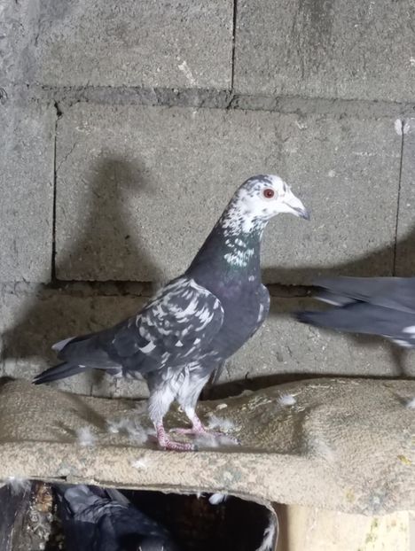  - Nu îmi aparțin 11