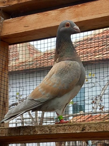  - Nu îmi aparțin 11