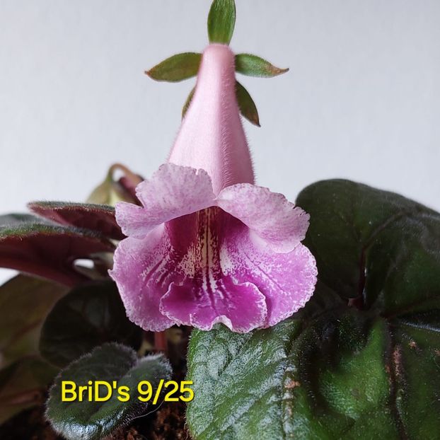 IMG.2025.05.31 - Sinningia BriDs Si Dar 9