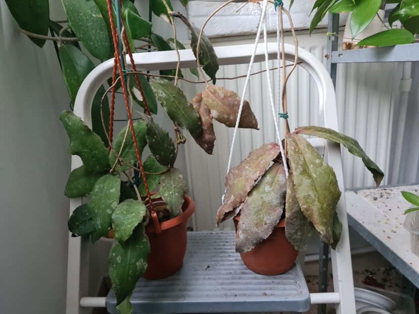 Undulata de la Aliona și de la Olguta - 0 Hoya - frumusetea frunzelor