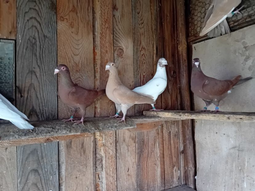  - Cauta alta voliera