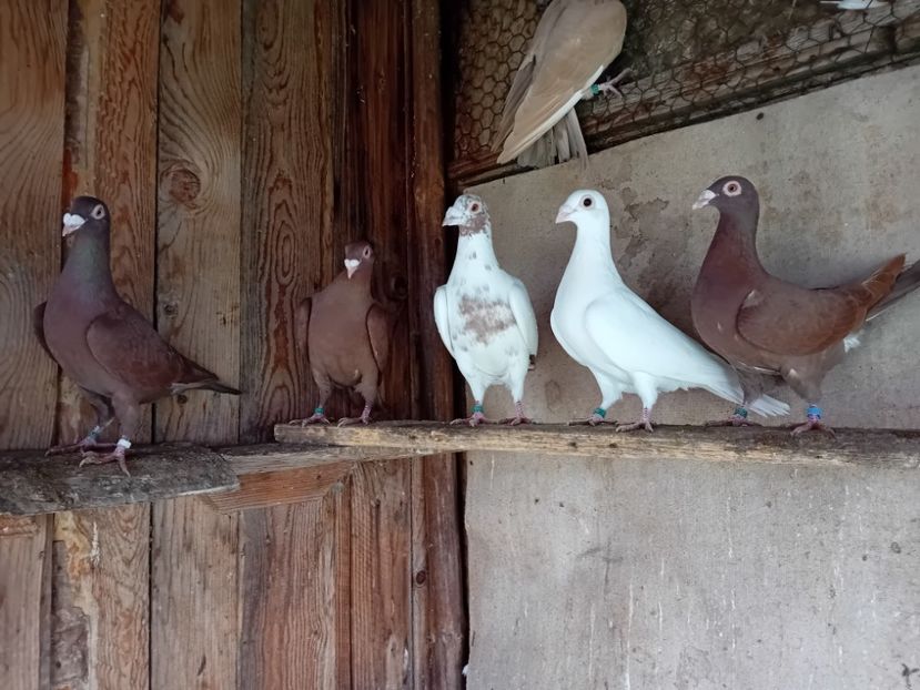  - Cauta alta voliera