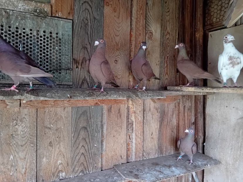  - Cauta alta voliera