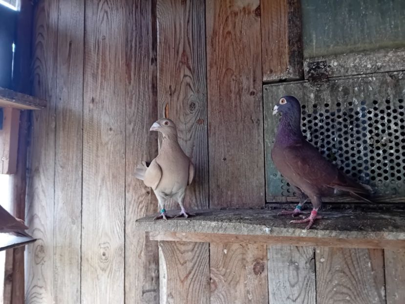  - Cauta alta voliera