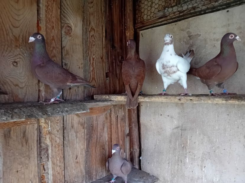  - Cauta alta voliera